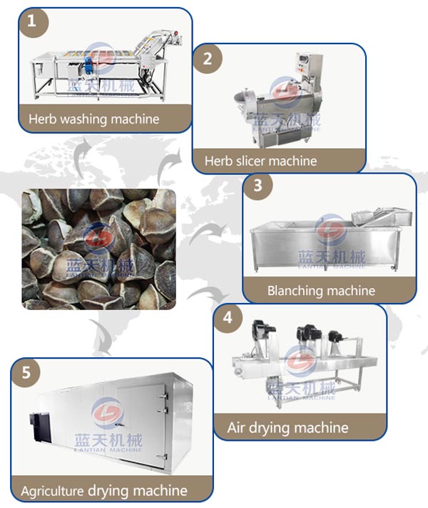 rhubarb dryer machine production line