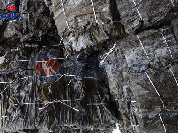 Kelp Drying Process